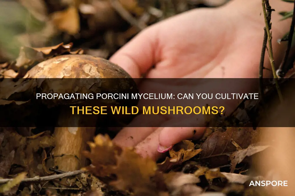 can you grow porcini mushrooms by propagating their mycelium