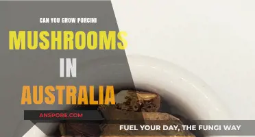 Growing Porcini Mushrooms in Australia: Possibilities and Practical Tips