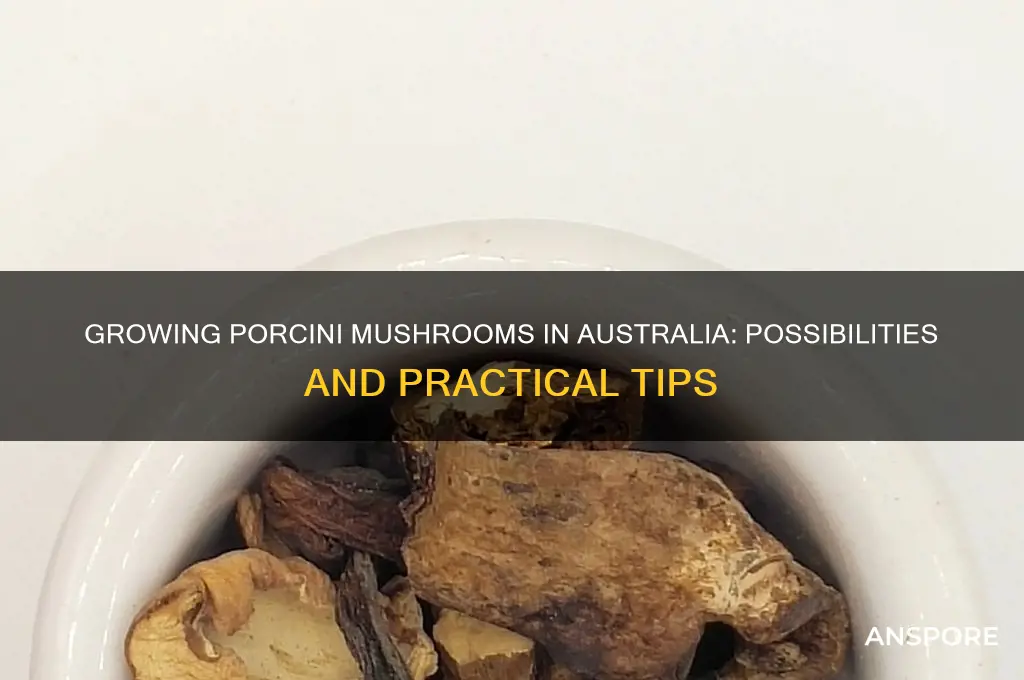 can you grow porcini mushrooms in australia