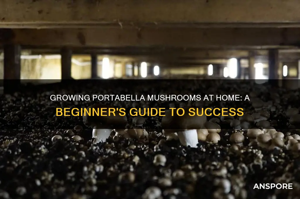 can you grow portabella mushrooms at home