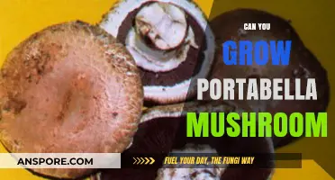 Growing Portabella Mushrooms: A Beginner's Guide to Cultivating at Home