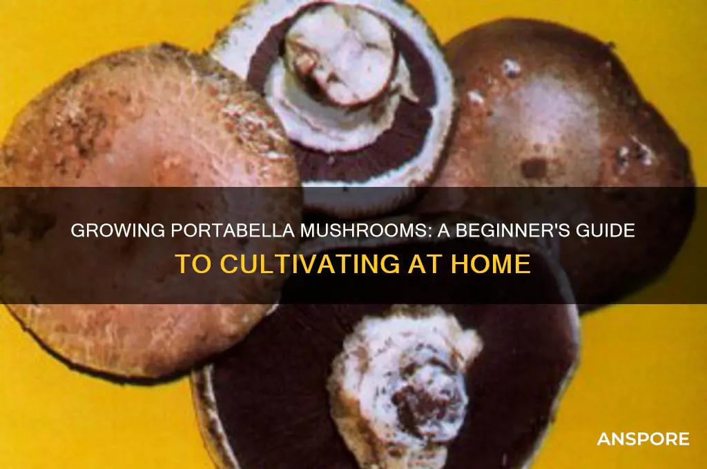 can you grow portabella mushrooms