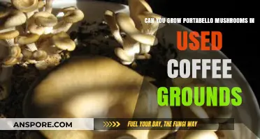 Growing Portobello Mushrooms in Used Coffee Grounds: A Sustainable Guide