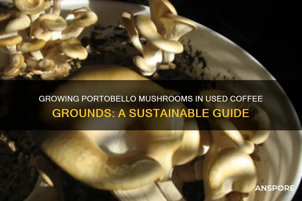 can you grow portabello mushrooms in used coffee grounds