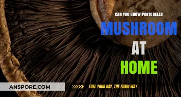 Growing Portobello Mushrooms at Home: A Beginner's Guide to Success