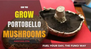 Growing Portobello Mushrooms: A Beginner's Guide to Cultivating at Home