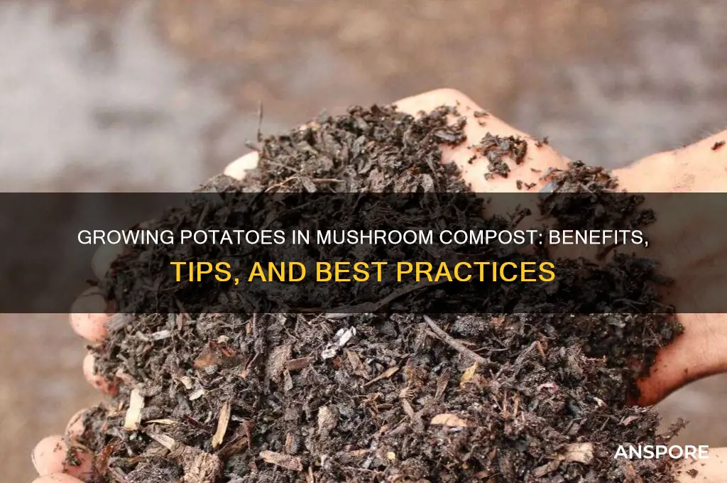 can you grow potatoes in mushroom compost