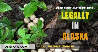 Growing Psilocybin Mushrooms in Alaska: Legal or Illegal?