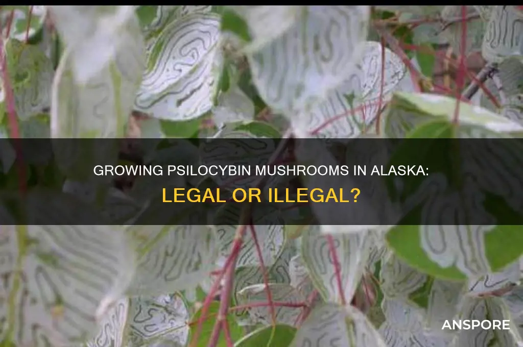 can you grow pscilicybin mushrooms legally in alaska