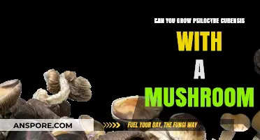 Growing Psilocybe Cubensis: Can Mushrooms Help Cultivate Magic Fungi?