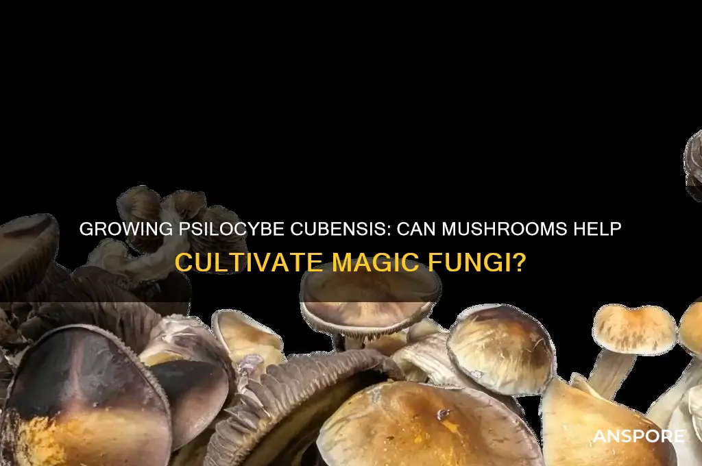 can you grow psilocybe cubensis with a mushroom