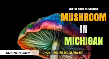Growing Psychedelic Mushrooms in Michigan: Legal Risks and Cultivation Insights