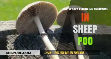 Growing Psychedelic Mushrooms in Sheep Manure: Possibilities and Challenges