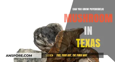 Growing Psychedelic Mushrooms in Texas: Legal Risks and Cultivation Challenges