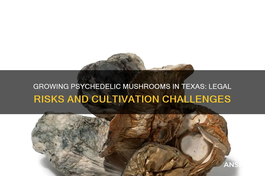 can you grow psychedelic mushrooms in texas