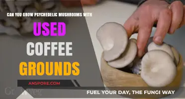Growing Psychedelic Mushrooms: The Potential of Used Coffee Grounds