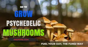 Growing Psychedelic Mushrooms: Legal, Ethical, and Practical Considerations Explored