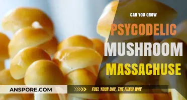 Growing Psychedelic Mushrooms in Massachusetts: Legalities and Cultivation Insights