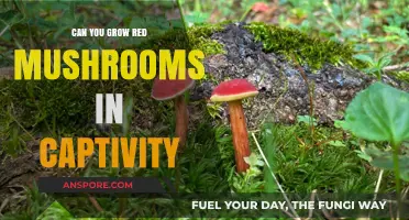 Growing Red Mushrooms in Captivity: Challenges, Techniques, and Possibilities