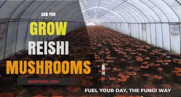 Growing Reishi Mushrooms: A Beginner's Guide to Cultivating This Medicinal Fungus