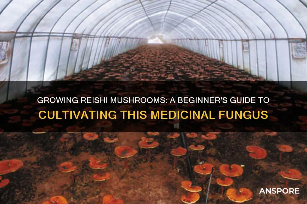 can you grow reishi mushrooms