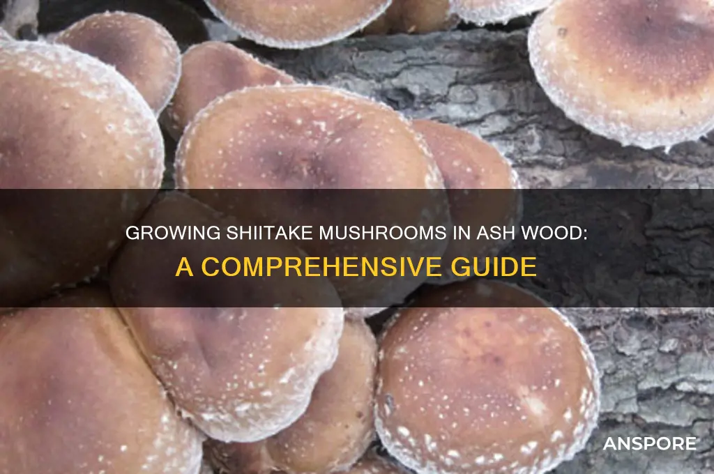 can you grow shiitake mushrooms in ash wood