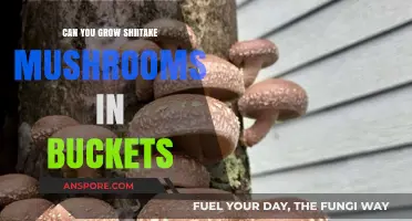Growing Shiitake Mushrooms in Buckets: A Simple DIY Guide
