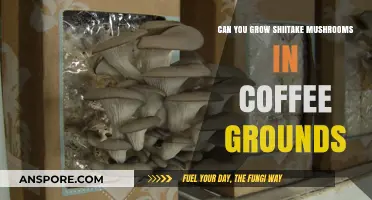 Grow Shiitake Mushrooms in Coffee Grounds: A Sustainable Guide