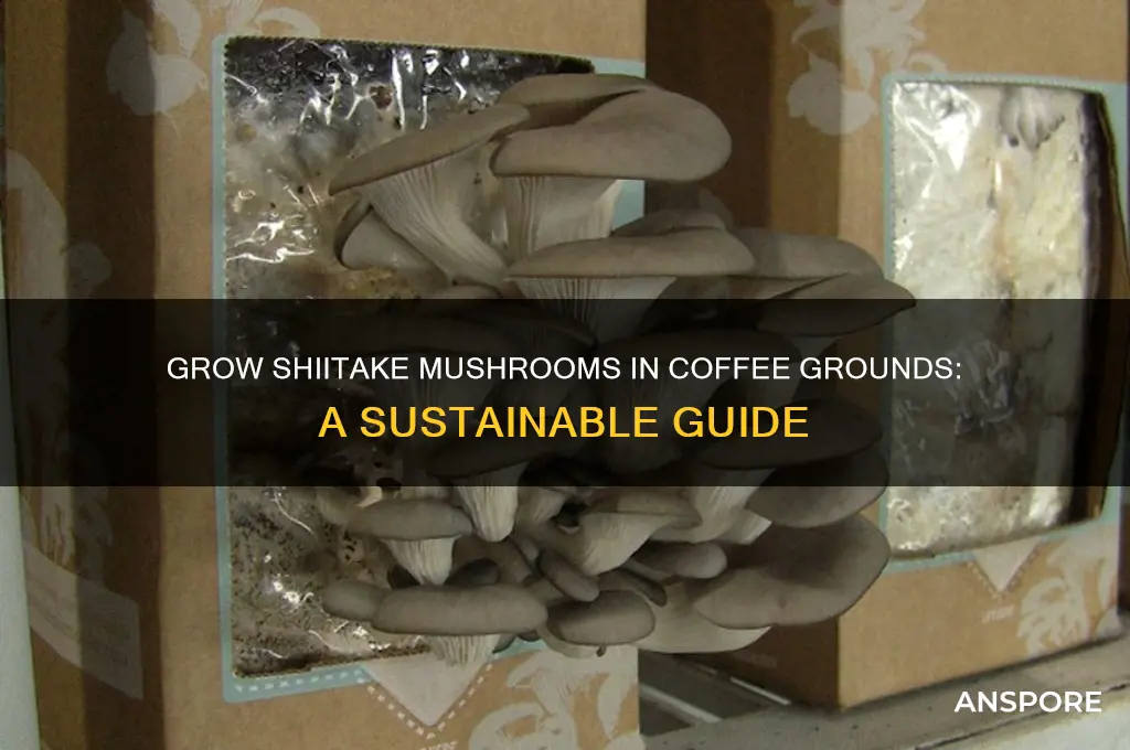 can you grow shiitake mushrooms in coffee grounds