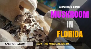 Growing Shiitake Mushrooms in Florida: Climate Challenges and Tips