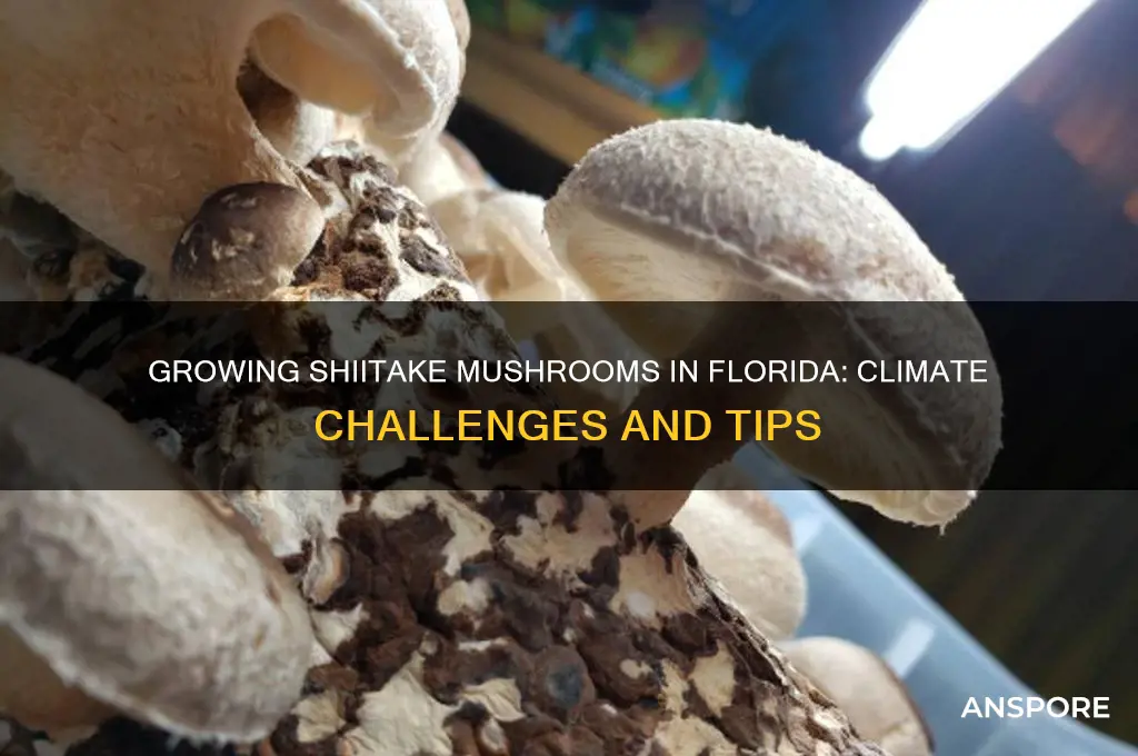 can you grow shiitake mushrooms in florida