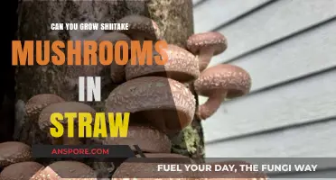Growing Shiitake Mushrooms in Straw: A Simple Guide