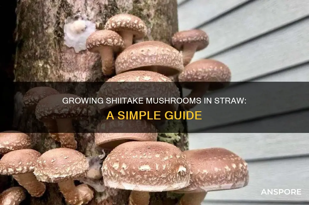 can you grow shiitake mushrooms in straw