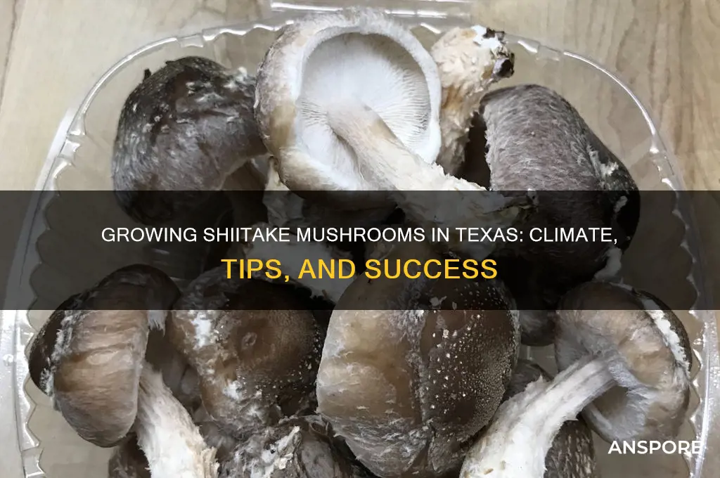 can you grow shiitake mushrooms in texas