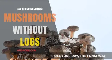 Growing Shiitake Mushrooms: Log-Free Methods for Successful Cultivation