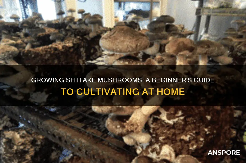 can you grow shiitake mushrooms