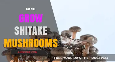 Growing Shiitake Mushrooms: A Beginner's Guide to Cultivating at Home