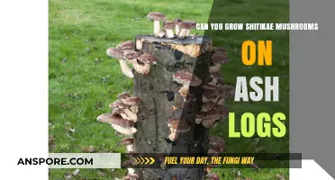 Growing Shiitake Mushrooms on Ash Logs: A Comprehensive Guide