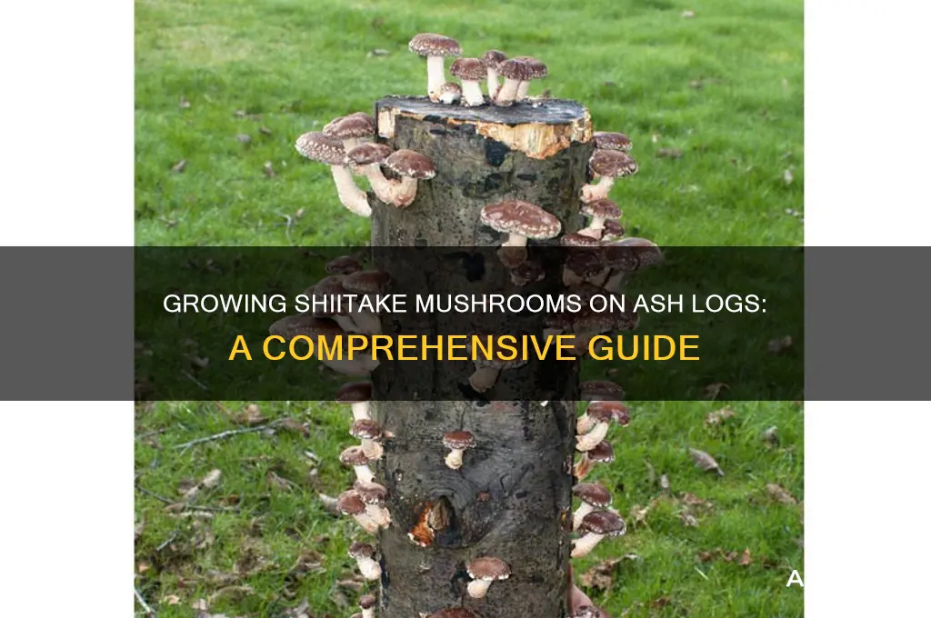 can you grow shitikae mushrooms on ash logs