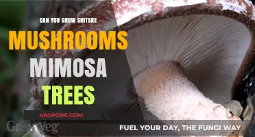Growing Shitake Mushrooms on Mimosa Trees: A Unique Cultivation Guide