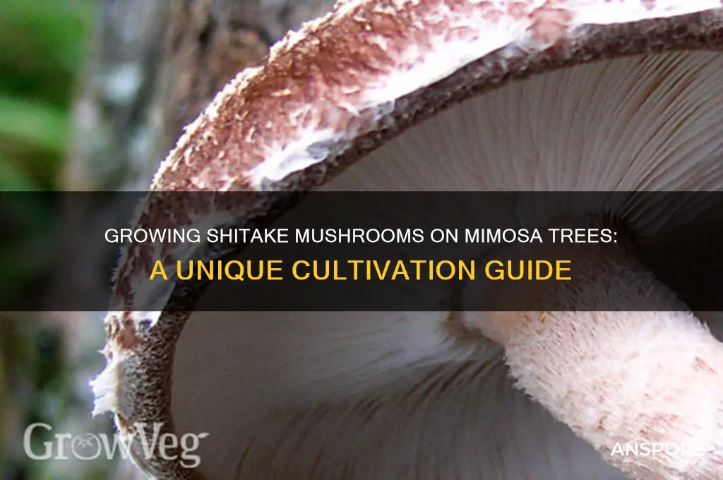can you grow shitske mushrooms mimosa trees