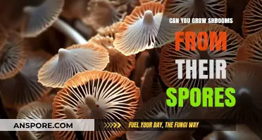 Growing Mushrooms from Spores: A Beginner's Guide to Cultivation