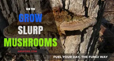 Growing Slurp Mushrooms: Tips, Techniques, and Cultivation Secrets Revealed