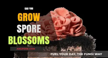Growing Spore Blossoms: Tips, Techniques, and Success Secrets Revealed