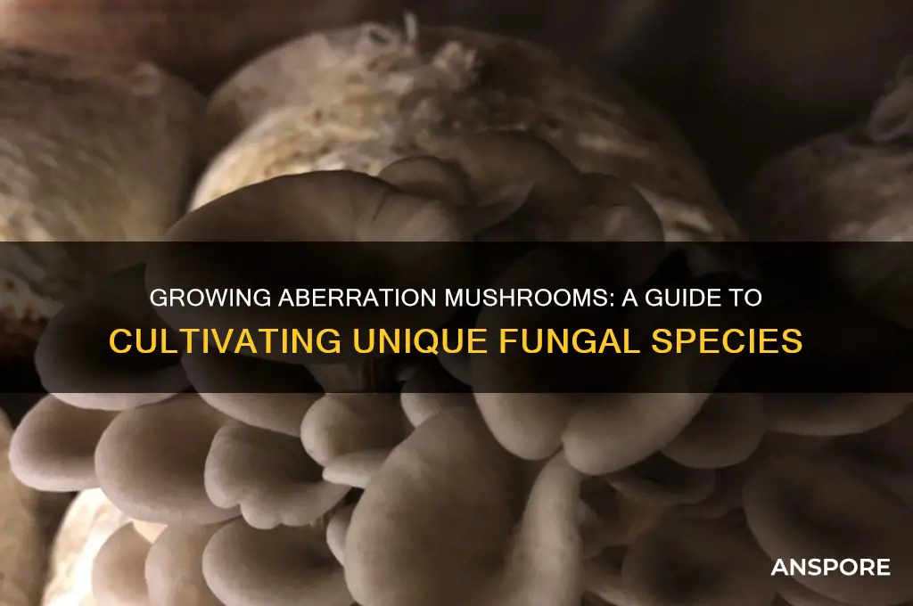 can you grow the mushrooms from aberration