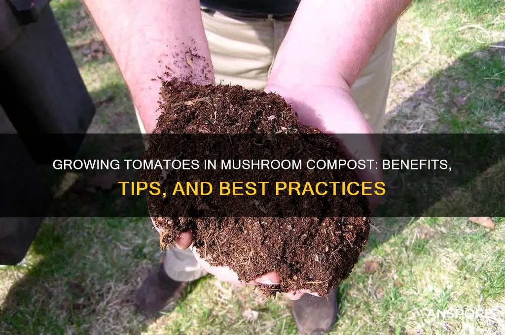 can you grow tomatoes in mushroom compost