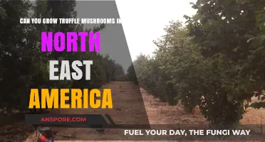 Growing Truffle Mushrooms in North East America: Possibilities and Challenges