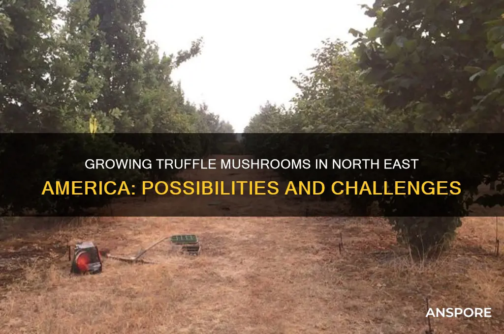 can you grow truffle mushrooms in north east america