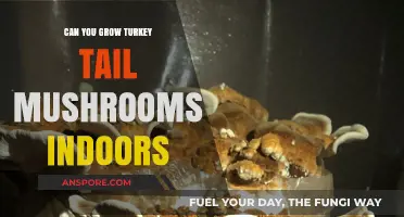 Growing Turkey Tail Mushrooms Indoors: A Beginner's Guide to Success