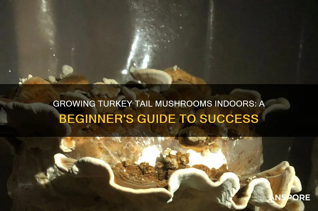 can you grow turkey tail mushrooms indoors